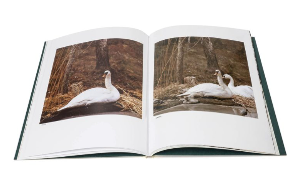 Returned in the Midst of Nature