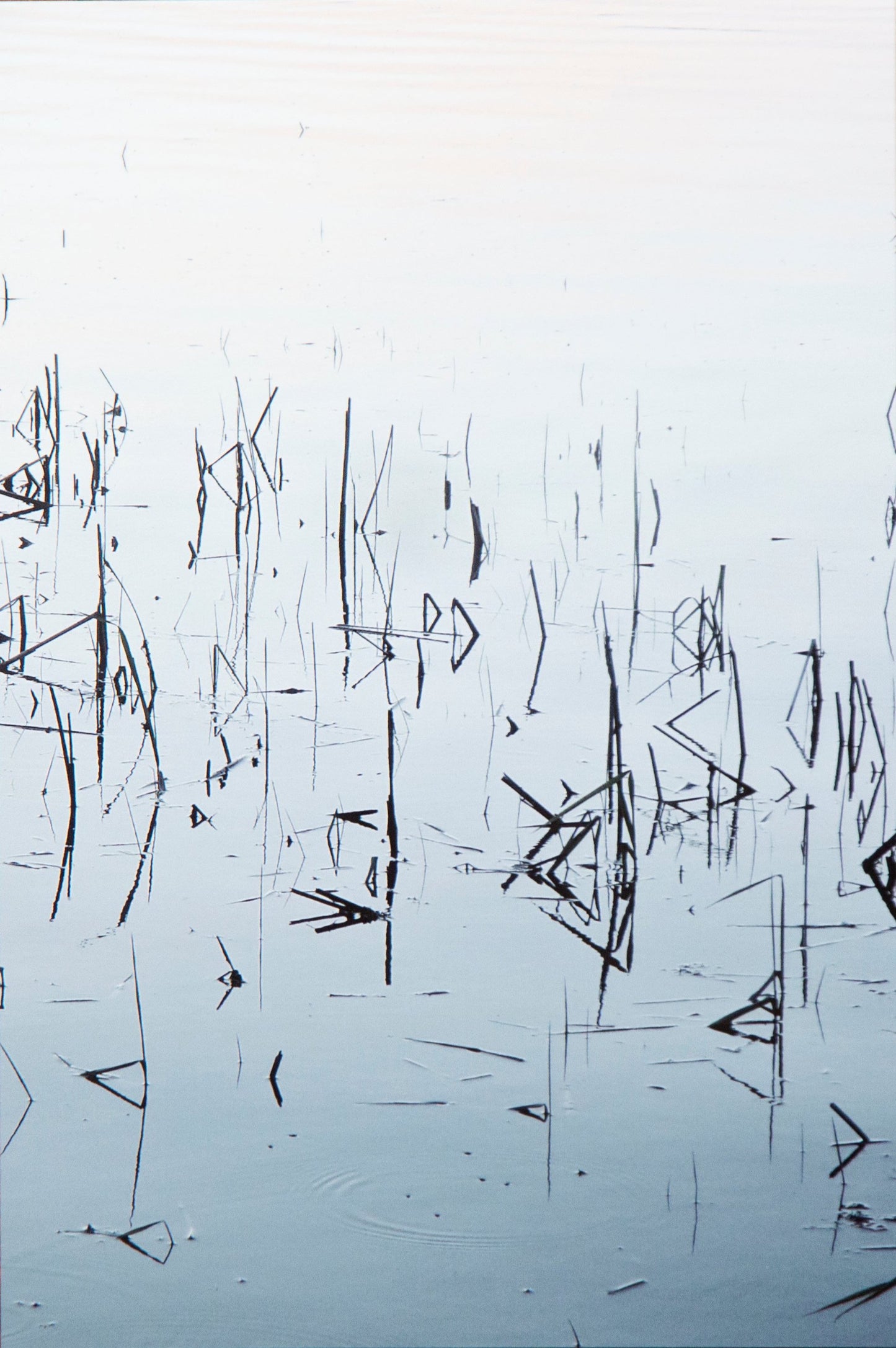 Herbes d'eau (Limited Edition Print)