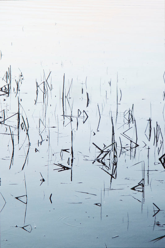 Herbes d'eau (Limited Edition Print)