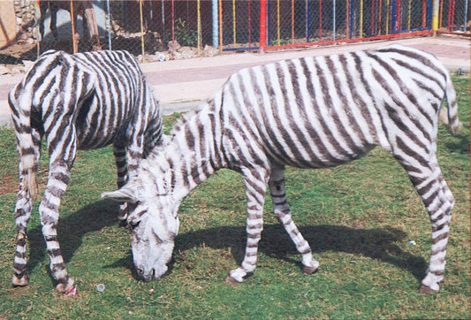 Zebra Copy Card