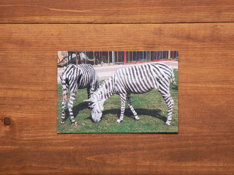 Zebra Copy Card