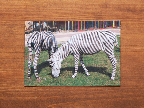 Zebra Copy Card